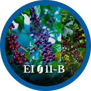 EI11-B