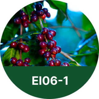 EI06-1