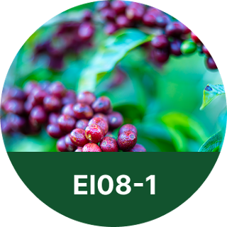 EI08-1