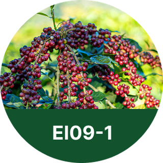 EI09-1